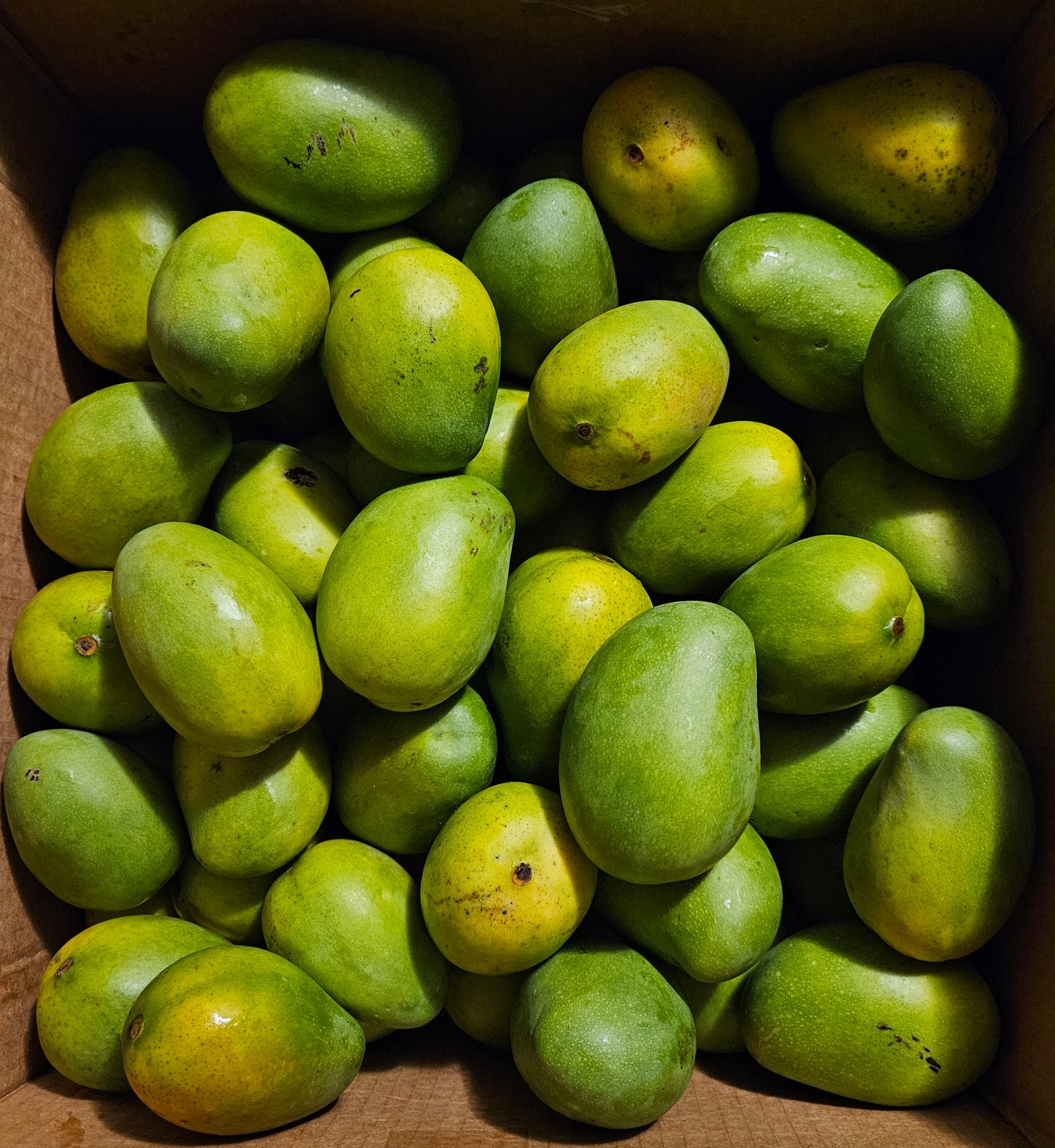 Millie Mangoes($69.99/10lbs Expedited Shipping) US & Canada Shipping ONLY!